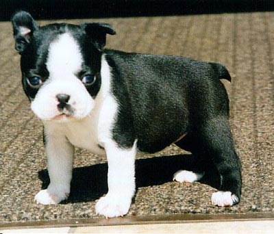 Boston Terrier Hunde Foto 462 Boston Terrier