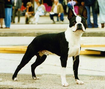 Boston Terrier Hunde Foto 463 Boston Terrier Ch. Quatro v.d. Bismarckhöhe