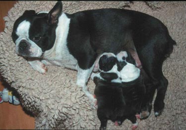 Boston Terrier Hunde Foto 597 Boston Terrier Amica Jolly Joker mit 2 Babys