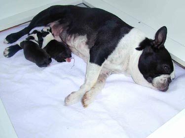 Boston Terrier Hunde Foto 598 Boston Terrier Amica Jolly Joker mit 2 Babys