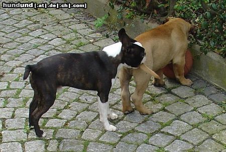 Boston Terrier Hunde Foto 20578 Boston Terrier Das darf nur ich!