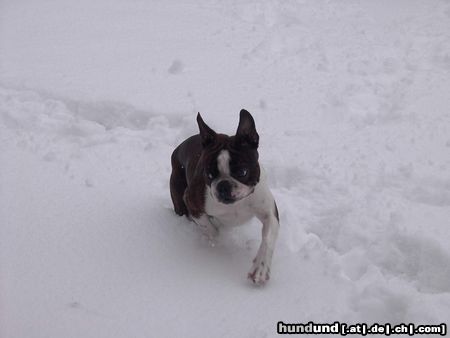 Boston Terrier Hunde Foto 18939 Boston Terrier Snoopy meint, jetzt reicht es aber bald !