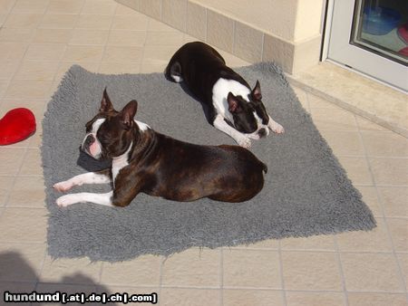 Boston Terrier Hunde Foto 21785 in höherer Auflösung ansehen Boston Terrier Wir genießen die Sonne Italiens
