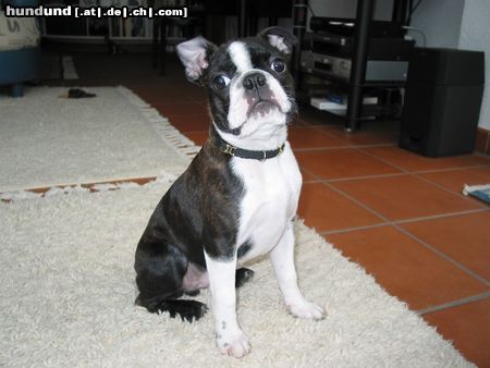 Boston Terrier Hunde Foto 8413 Boston Terrier Anthony - der stolze Schweizer Staatsbürger