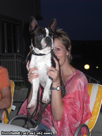 Boston Terrier Hunde Foto 12993 Boston Terrier IHA Oberwart - Bassty V1,CACA,Res.CACIB