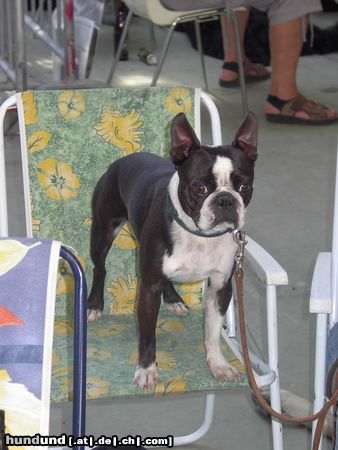 Boston Terrier Hunde Foto 13055 Boston Terrier Aramis von der Urlaken als Zuschauer in Oberwart