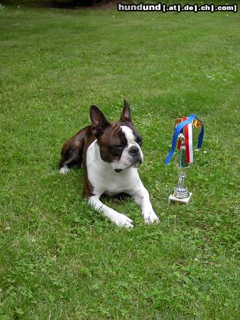 Boston Terrier Hunde Foto 12995 Boston Terrier IHA Oberwart - Alex V1, JB