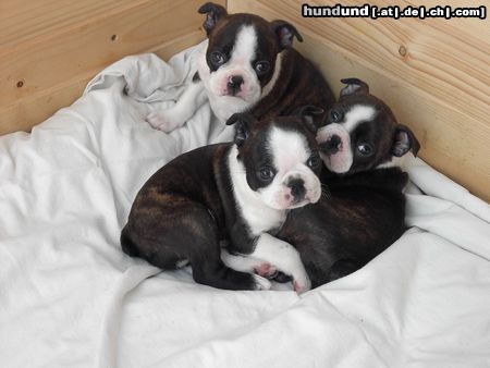 Boston Terrier Hunde Foto 14728 Boston Terrier Ann,Avenue u. Amarillis 7 Wochen jung