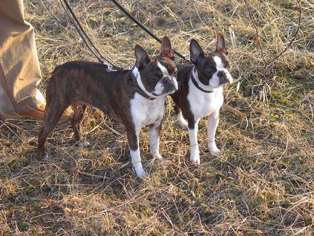 Boston Terrier Hunde Foto 30297 Boston Terrier Gipsy u. Nelly beim Frühlingsspaziergang