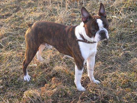 Boston Terrier Hunde Foto 30298 Boston Terrier Snoopy ist in Frühlingsstimmung
