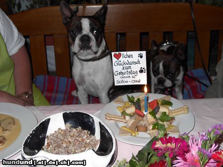 Boston Terrier Hunde Foto 14742 Boston Terrier Snoopy feierte seinen 1.Geburtstag im 3 Hauben Restaurant