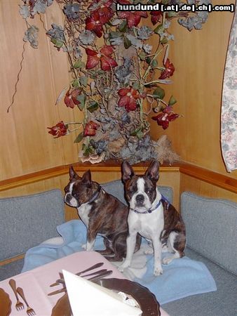 Boston Terrier Hunde Foto 11836 Boston Terrier Gipsy u. Snoopy im Hotel Jenbacherhof