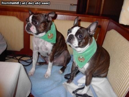 Boston Terrier Hunde Foto 18917 Boston Terrier Gipsy wurde durch Shirley zum Rapidfan