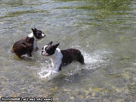 Boston Terrier Hunde Foto 12991 Boston Terrier Tolles Wetter, klares Wasser, super Stimmung