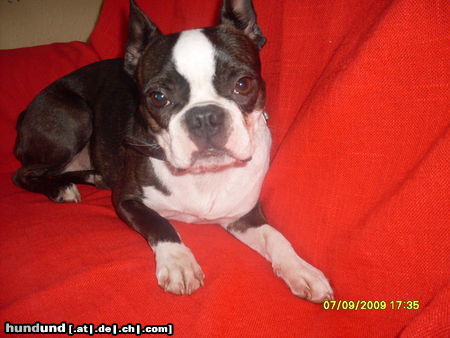 Boston Terrier Hunde Foto 45017 in höherer Auflösung ansehen Boston Terrier Trudy