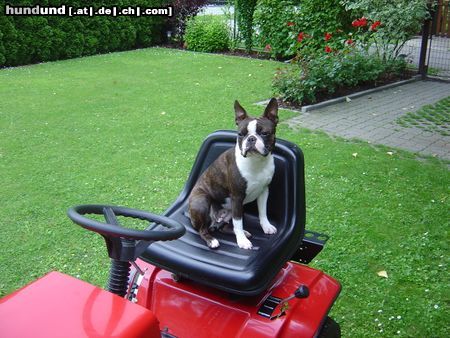 Boston Terrier Hunde Foto 12310 Boston Terrier Amber, nochmals live bei der Arbeit