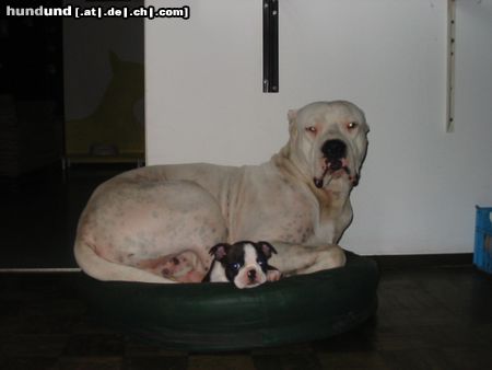 Boston Terrier Hunde Foto 14749 Boston Terrier ANN hat als besten Freund einen Dogo Argentino