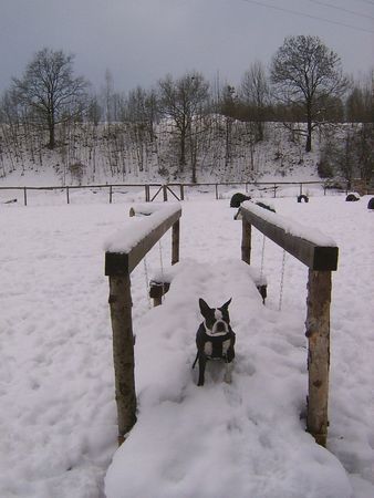 Boston Terrier Hunde Foto 28316 in höherer Auflösung ansehen Boston Terrier