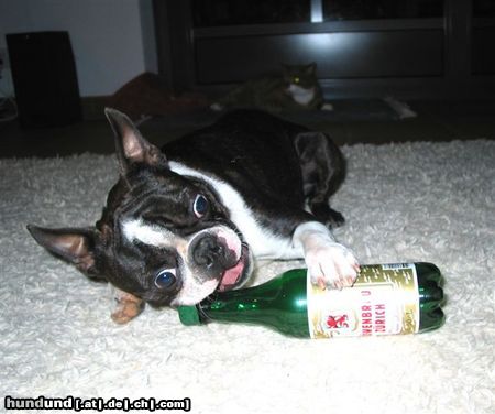 Boston Terrier Hunde Foto 16587 Boston Terrier Toni wird doch kein Alkoholiker werden ?
