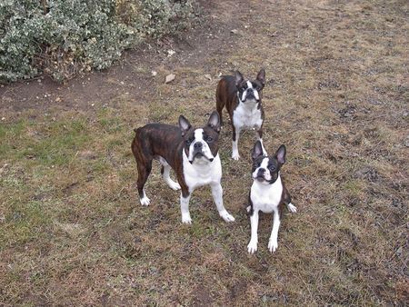 Boston Terrier Hunde Foto 29580 Boston Terrier Snoopy, Gipsy u. Nelly warten auf den Ball