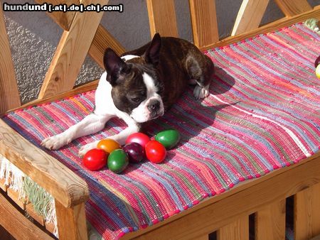 Boston Terrier Hunde Foto 19814 Boston Terrier Ann, wünscht allen FROHE OSTERN