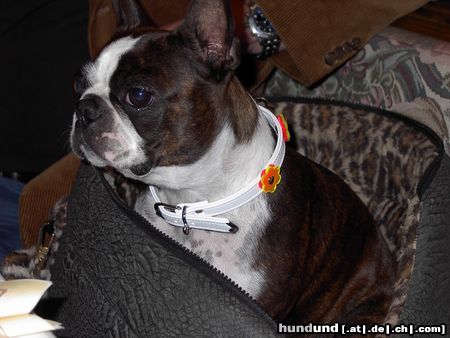 Boston Terrier Hunde Foto 14942 Boston Terrier Shirley mit dem neuen Halsband von der IHA Tulln