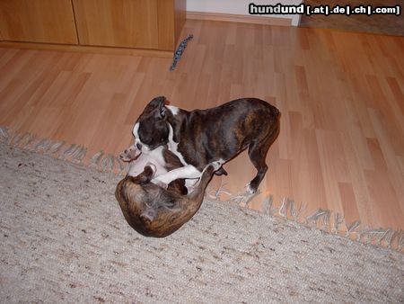Boston Terrier Hunde Foto 9636 Boston Terrier Alex muss sich bei Amber unterwerfen