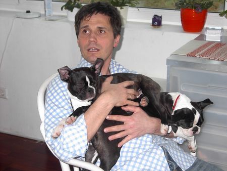 Boston Terrier Hunde Foto 30428 Boston Terrier Miss Marple vom Vagabunden und Chanel Idol Park