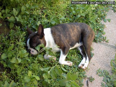Boston Terrier Hunde Foto 24160 Boston Terrier Nelly ist die Hitze auch schon zuviel