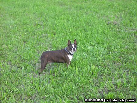 Boston Terrier Hunde Foto 12432 Boston Terrier Shirley auf der Wiese der Laabacher Schenke