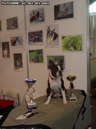 Boston Terrier Hunde Foto 14945 Boston Terrier Amber Countess of White Hunter´s Lodge- IHA Tulln, V1, JB