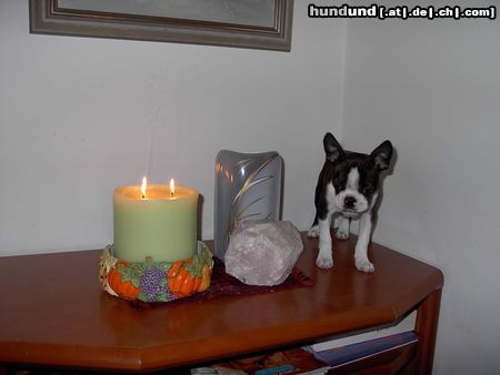 Boston Terrier Hunde Foto 15801 in höherer Auflösung ansehen Boston Terrier Ich bin schon größer als die Blumenvase