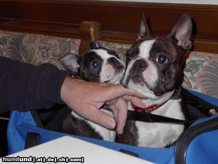 Boston Terrier Hunde Foto 16589 Boston Terrier Nena und Amber meinen, das Kraulen tut uns gut