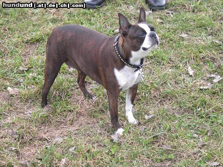 Boston Terrier Hunde Foto 19870 Boston Terrier Shirleys Osterspaziergang im Neandertal