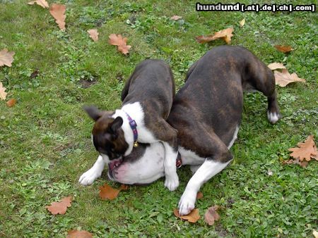 Boston Terrier Hunde Foto 15800 Boston Terrier Ann überfällt Amber im Spiel