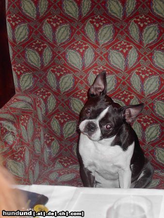 Boston Terrier Hunde Foto 17759 Boston Terrier Alissa im Cafe Restaurant Landtmann