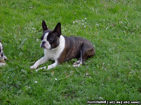 Boston Terrier Hunde Foto 21061 Boston Terrier Nelly pirscht sich an