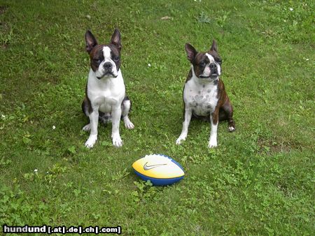 Boston Terrier Hunde Foto 12560 Boston Terrier Das Footballmatch kann beginnen