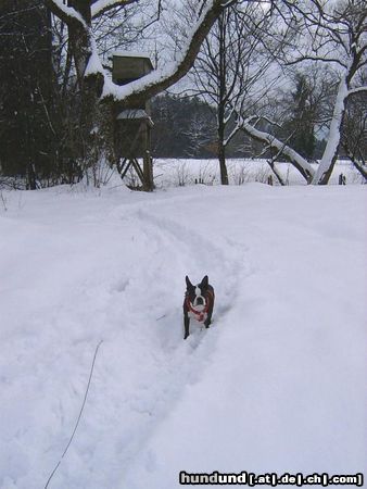 Boston Terrier Hunde Foto 9220 Boston Terrier