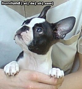 Boston Terrier Hunde Foto 13775 Boston Terrier Hier bin ich