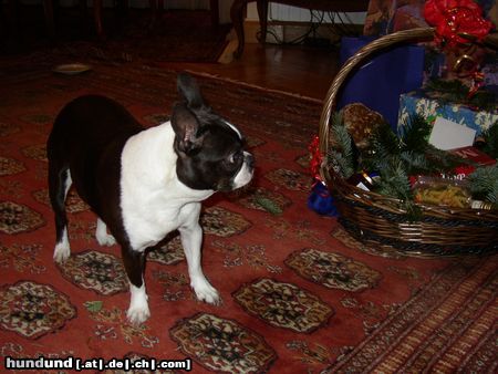 Boston Terrier Hunde Foto 17258 in höherer Auflösung ansehen Boston Terrier Alissa hält Ausschau nach ihrem Weihnachtspäckchen