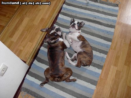 Boston Terrier Hunde Foto 9633 Boston Terrier Gipsy u.Snoopy im Büro des Frauerls