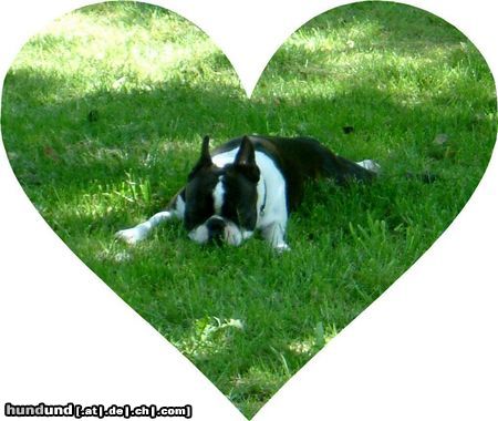 Boston Terrier Hunde Foto 3873 Boston Terrier BASIL, der wunderschöne Hesse