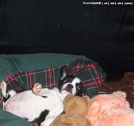 Boston Terrier Hunde Foto 24297 Boston Terrier