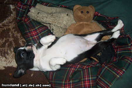 Boston Terrier Hunde Foto 24298 Boston Terrier