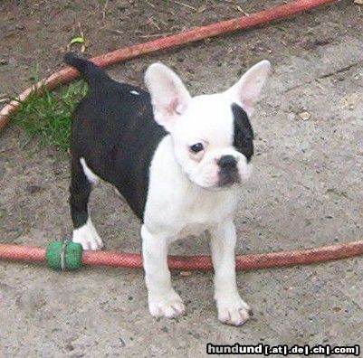 Boston Terrier Hunde Foto 24299 Boston Terrier