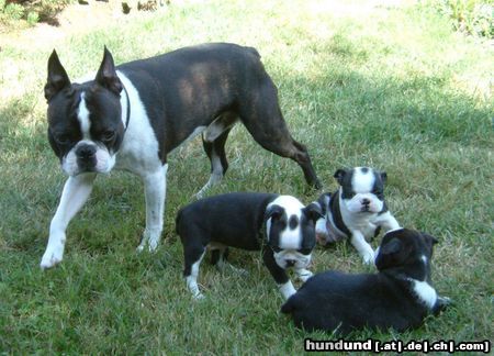 Boston Terrier Hunde Foto 4470 Boston Terrier Vater (Basil) mit seinen 3 Kindern (Herkules,Henry u.Henriette