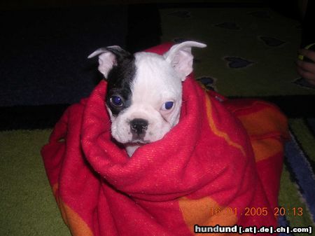 Boston Terrier Ist alles so kalt....