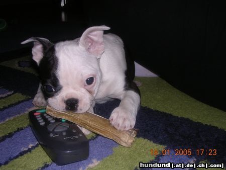 Boston Terrier Beat zwischen Fernsehen und Futter