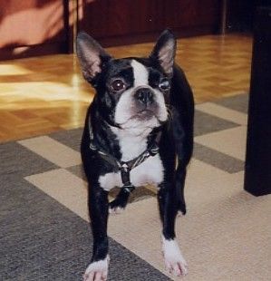 Boston Terrier Hunde Foto 2176 Boston Terrier Betty Blue
